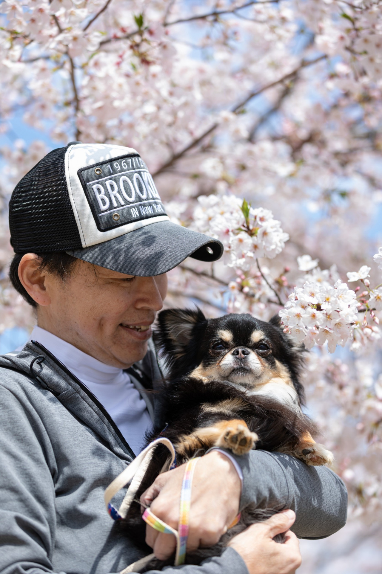 初心者向けの犬の散歩|大阪