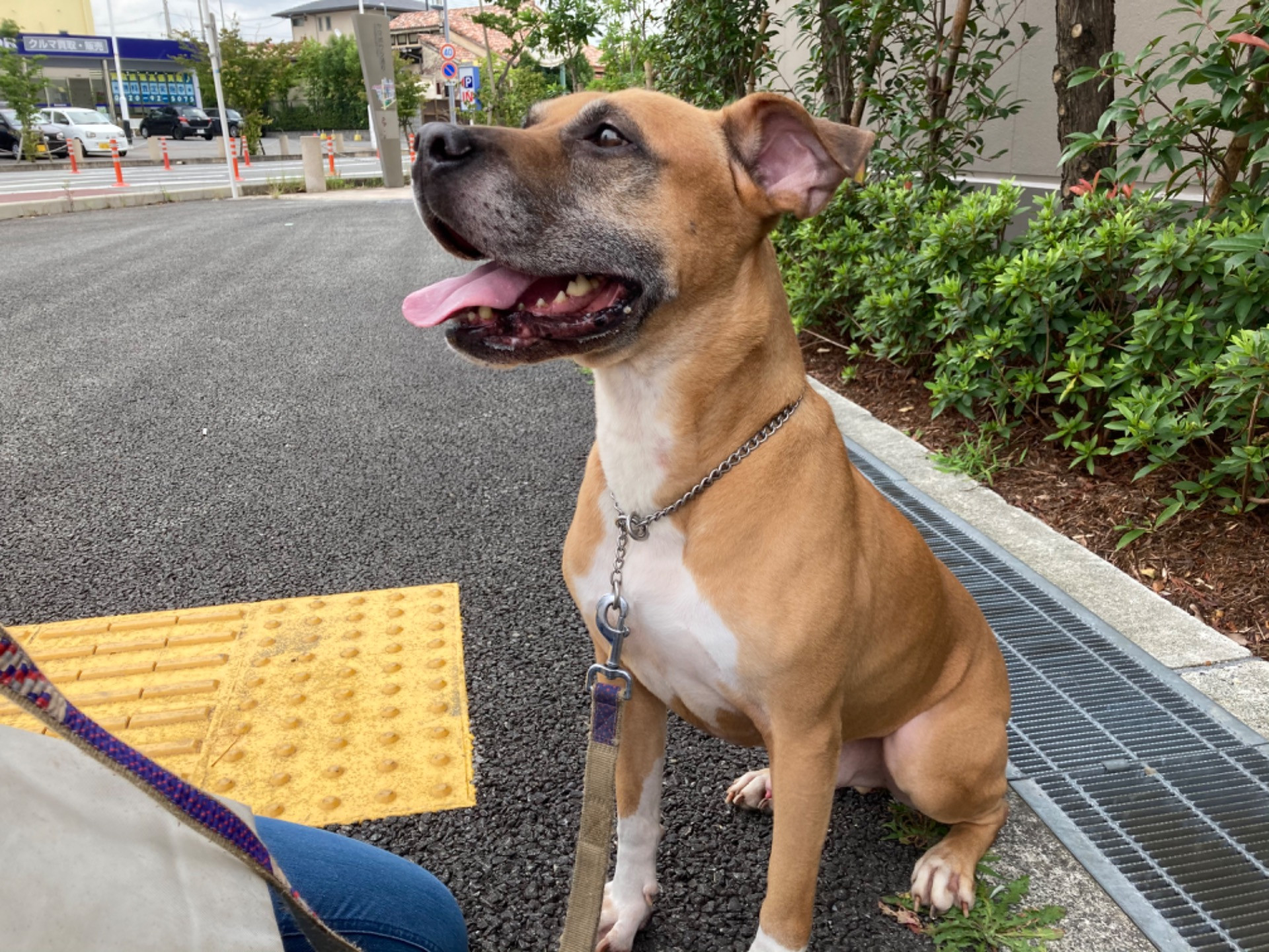 犬の散歩トレーニング|大阪