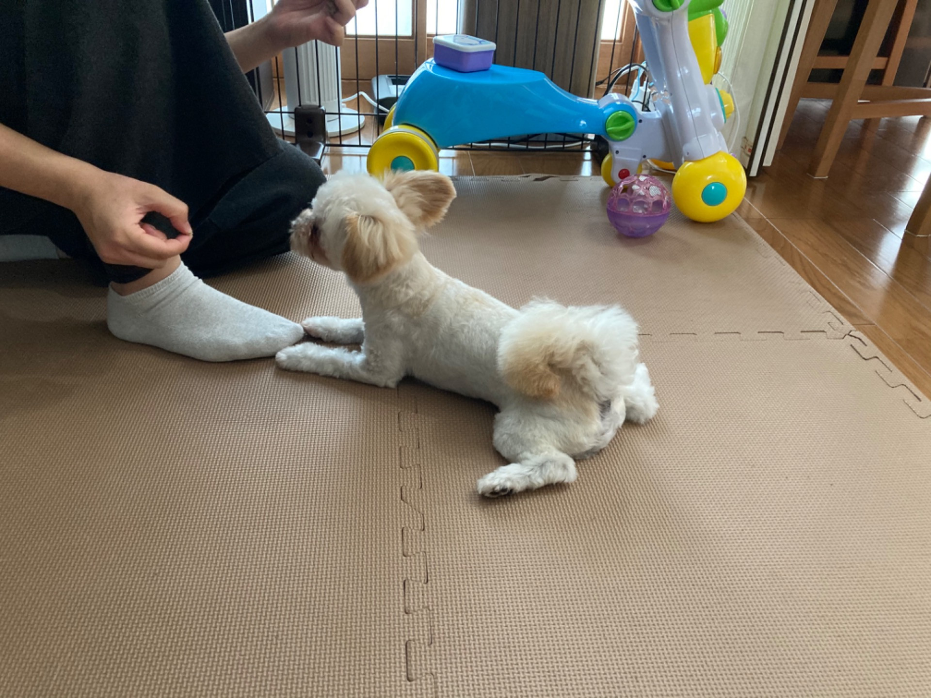 犬のトレーニング|大阪